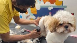 Pet Grooming 7