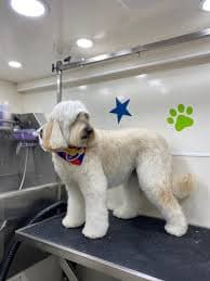 Pet Grooming 8