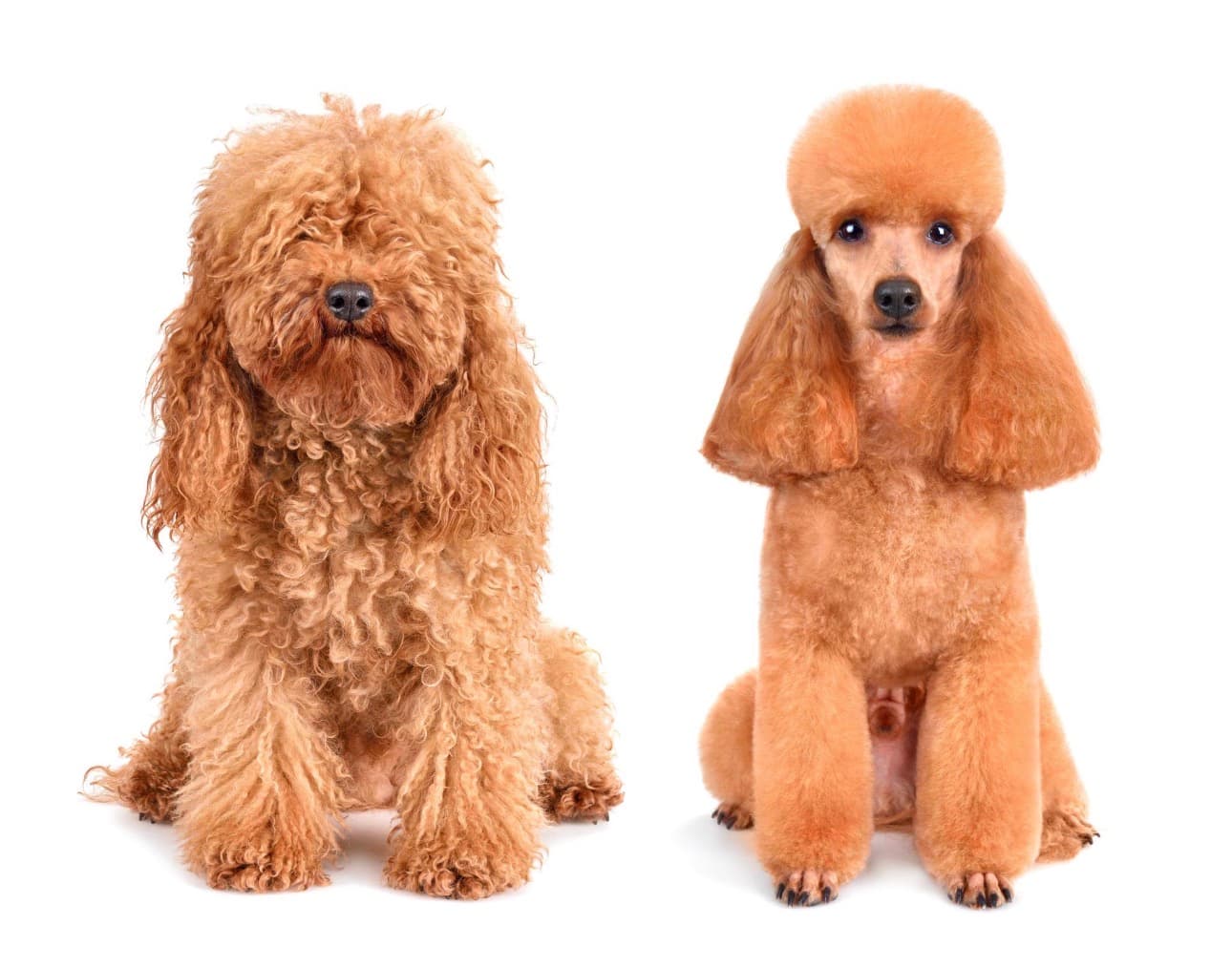 Professional Dog Grooming in Sector 67 Gurgaon