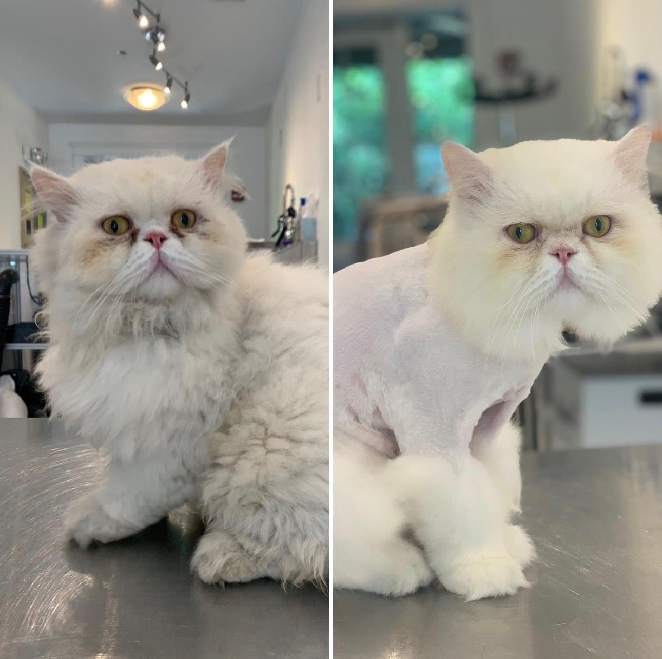 Cat Grooming in Golf Course Extension Road Gurgaon