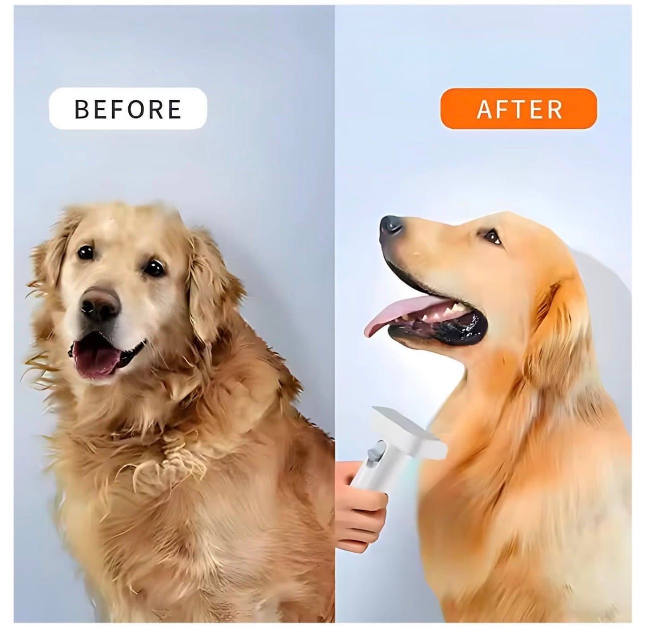 Pet Spa in Sector 57 Gurgaon | Professional Dog & Cat Grooming