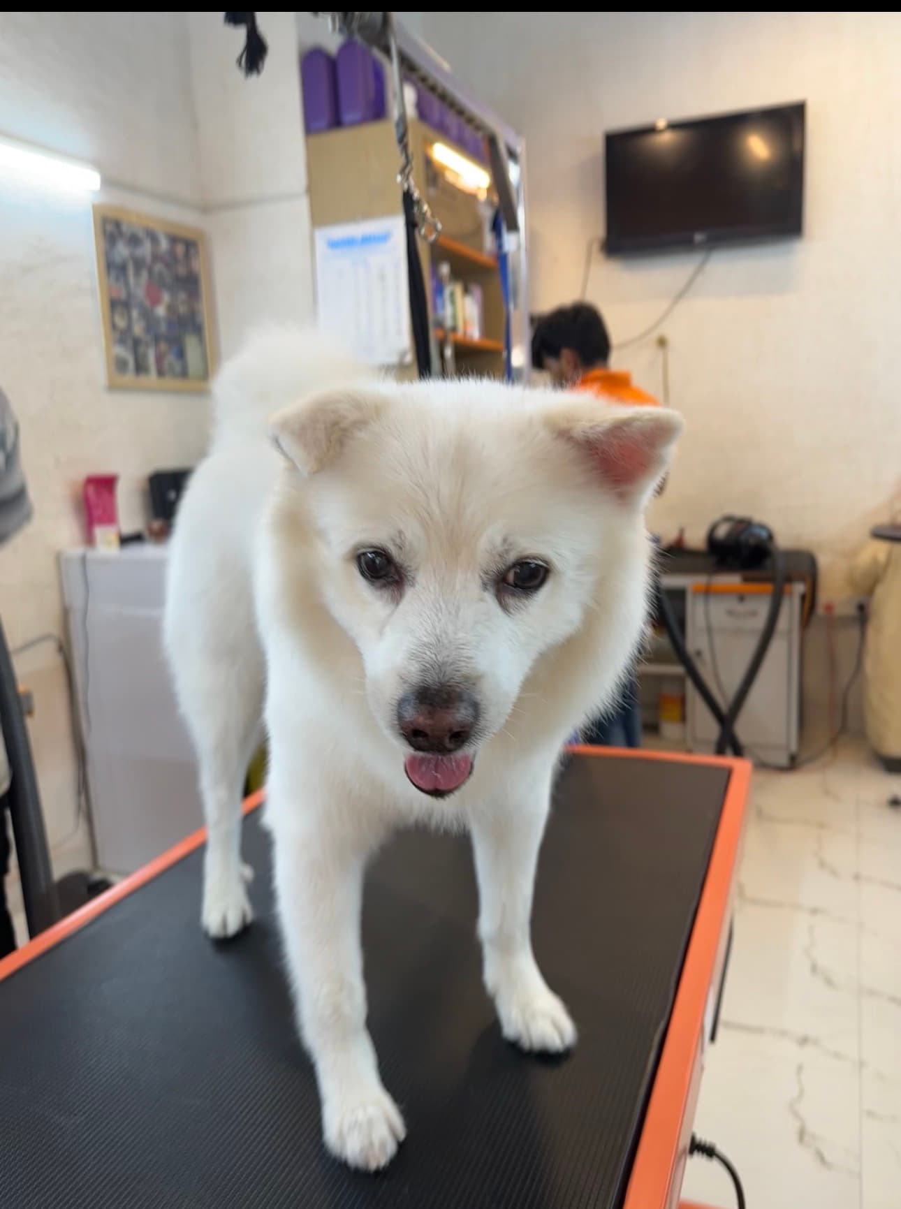 Dog Bathing in Sector 66 Gurgaon | Professional Pet Bath & Spa Services