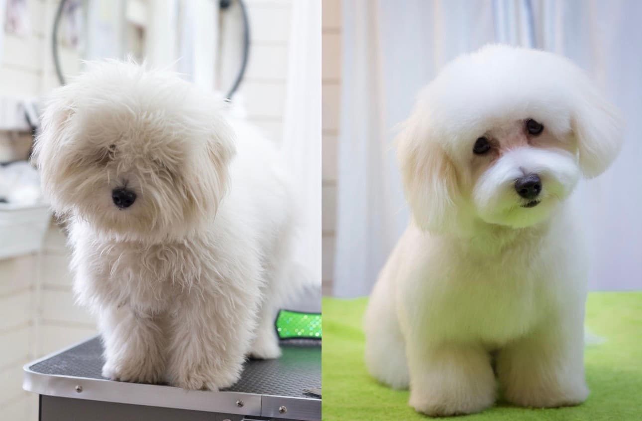 Pet Grooming Near Me in Gurgaon | Professional Dog & Cat Grooming Services
