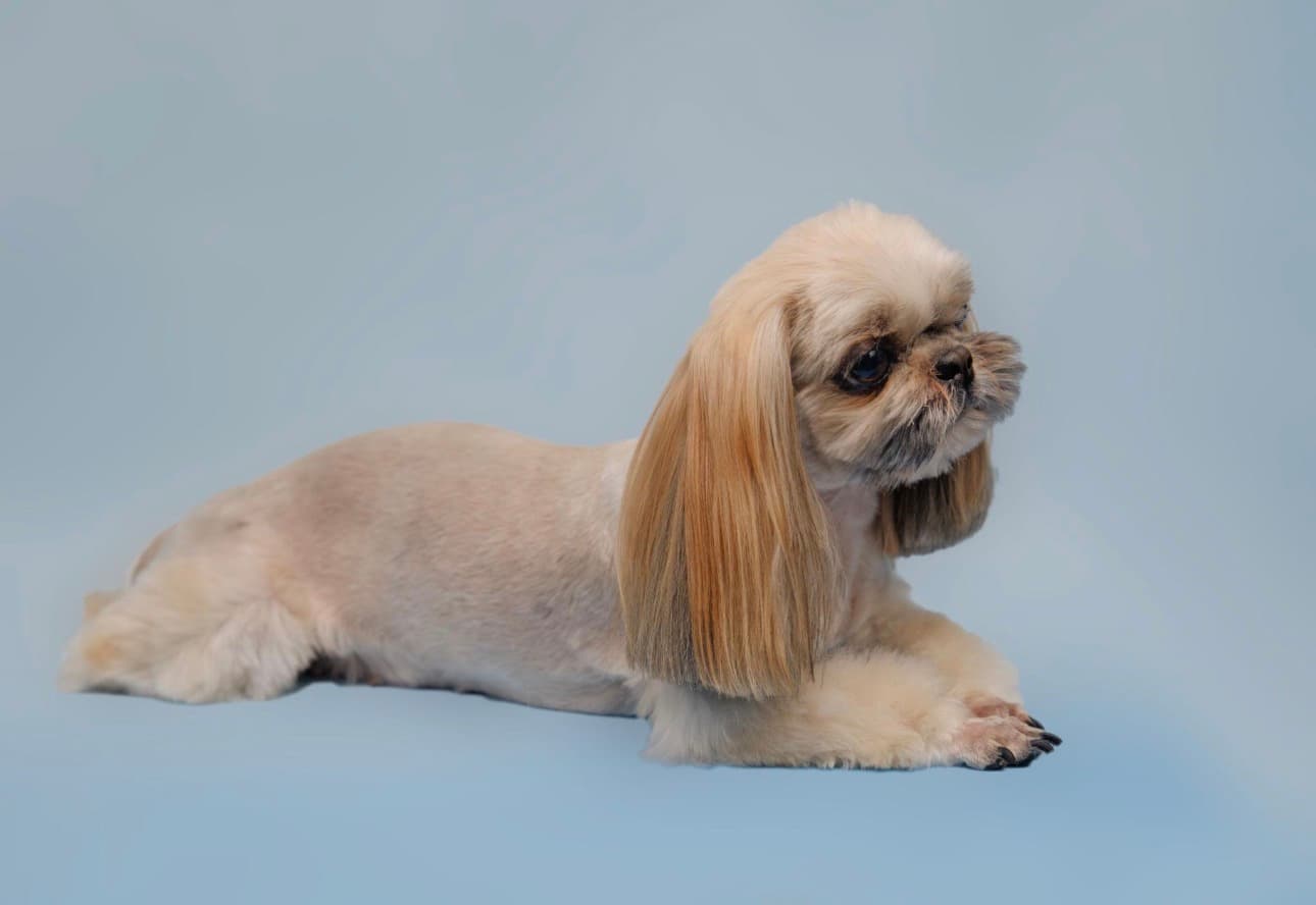 Sniff N Snooz – Premium Pet Grooming & Pet Spa in Gurgaon