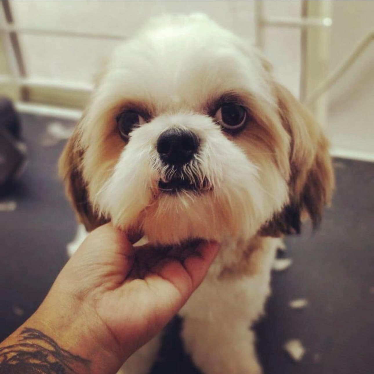 Why Dogs Need Grooming Every 15 Days | Professional Dog Grooming in Gurgaon