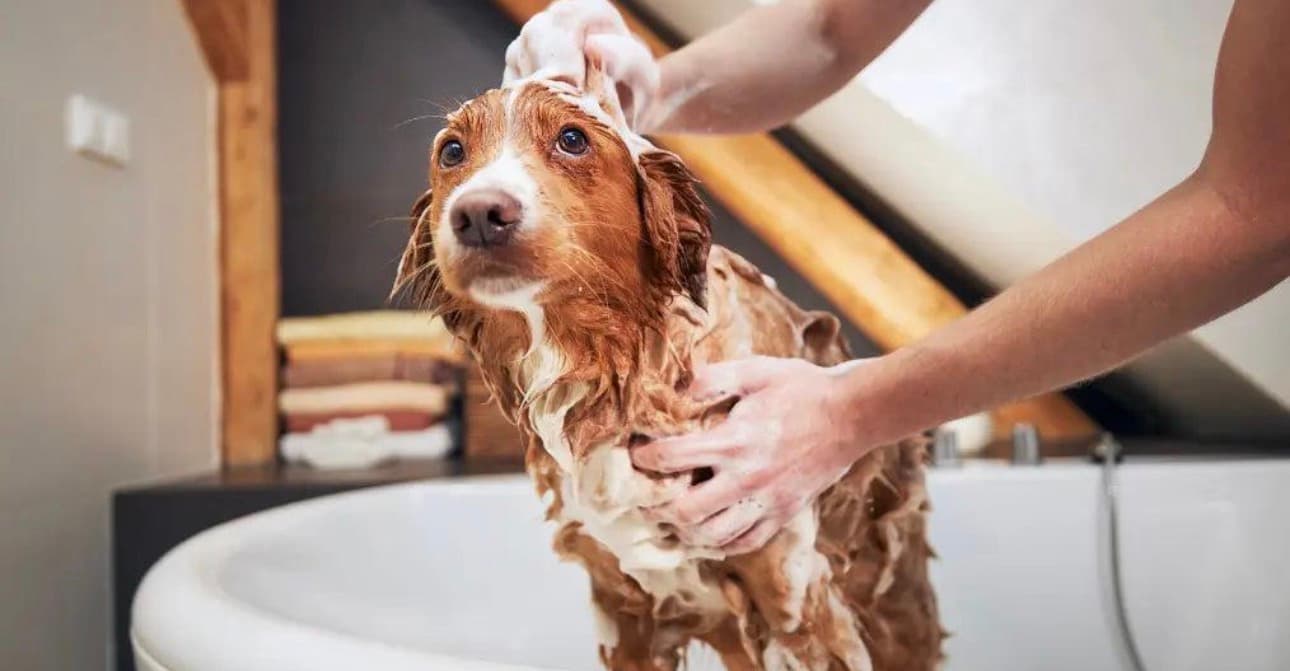 Tick Season Grooming in Gurgaon | Protect Your Dog with Regular Grooming & Anti-Tick Care