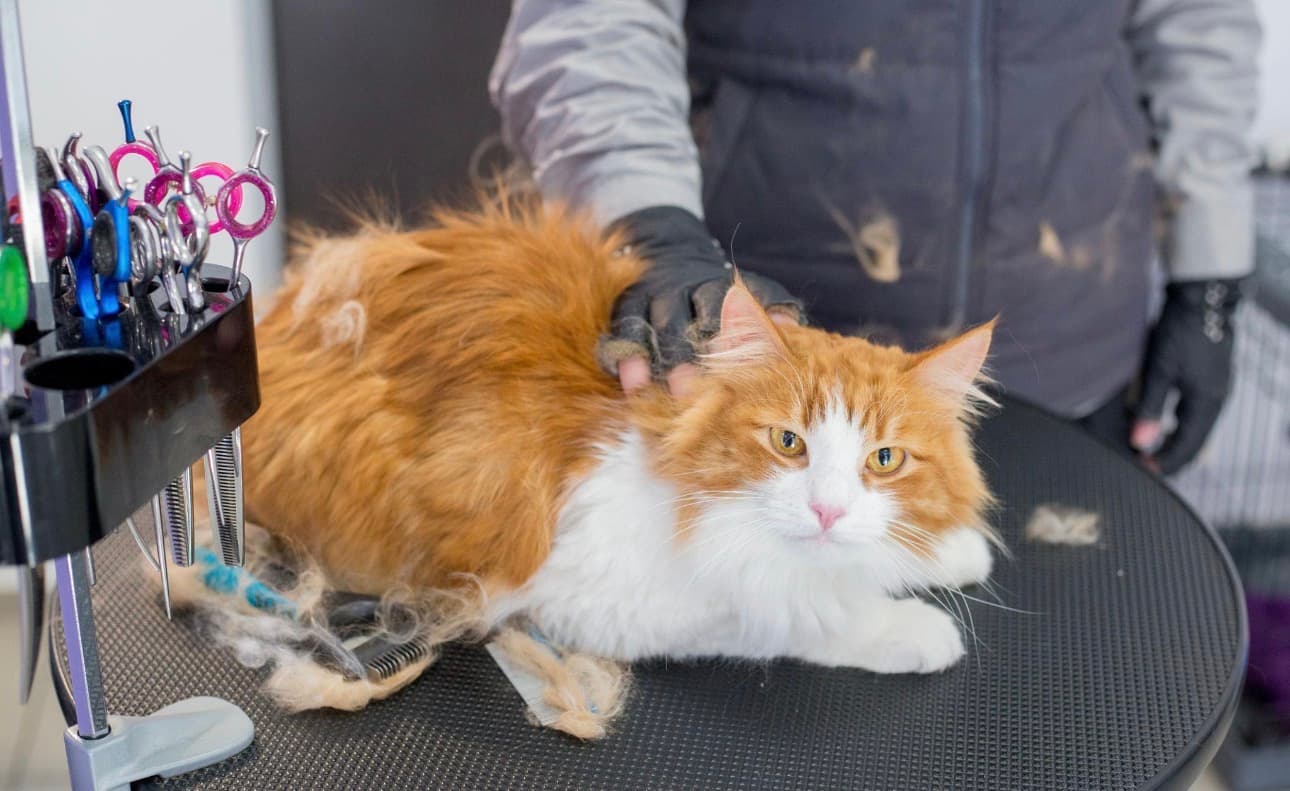 Why Cats Need Professional Grooming | Professional Cat Grooming in Gurgaon
