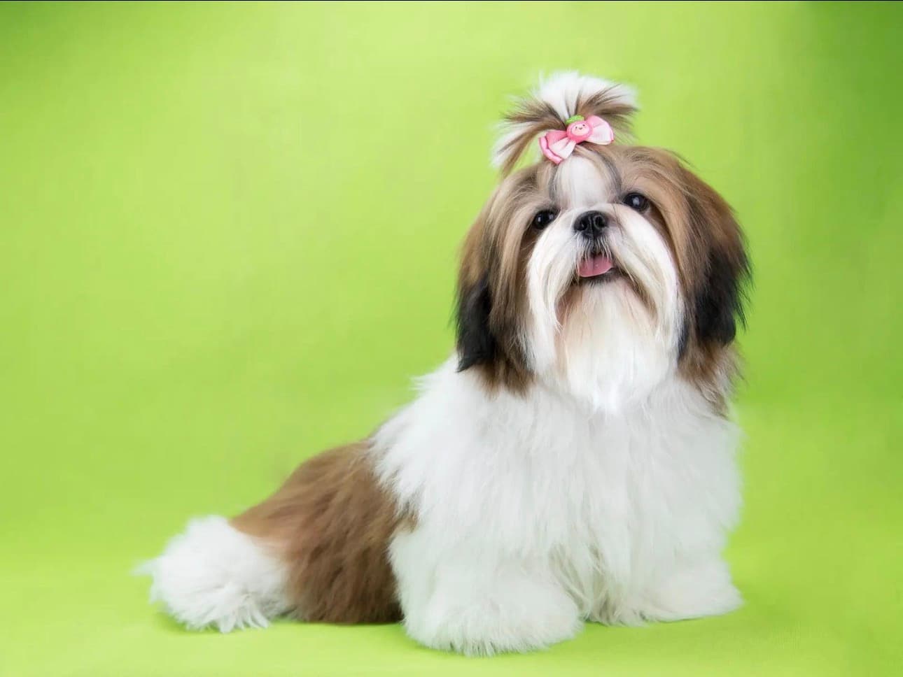 Best Haircut Styles for Shih Tzu | Popular Shih Tzu Grooming Styles