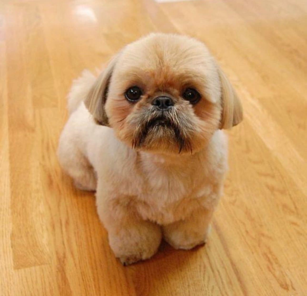 Dog Hair Cut in Gurgaon | Professional Dog Grooming & Styling