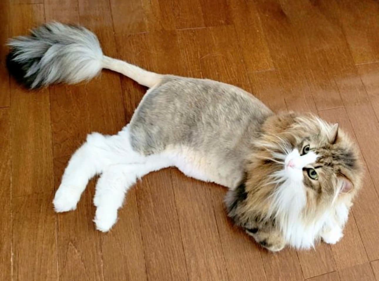 Cat Hair Cut in Gurgaon | Professional Cat Grooming & Styling