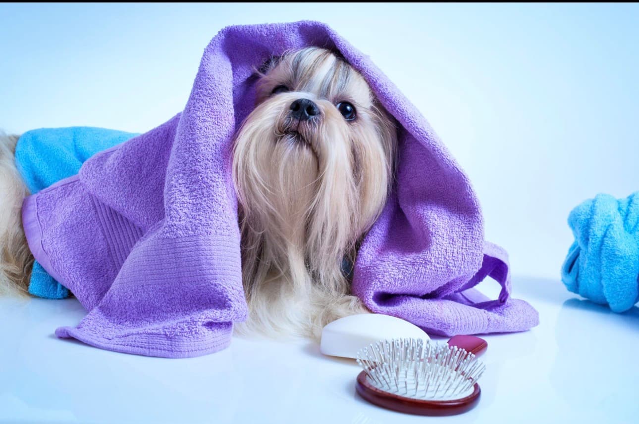 Dog Bathing in Gurgaon | Professional Dog Bath & Pet Spa Services
