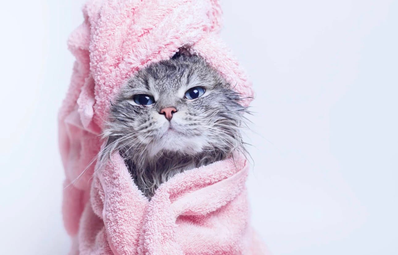 Cat Bathing in Gurgaon | Professional Cat Bath & Grooming Services