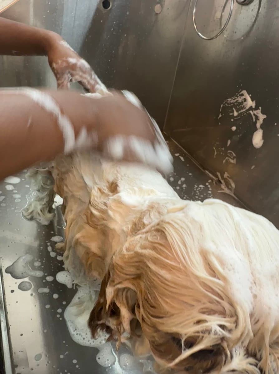 Anti Tick Bath in Gurgaon | Professional Tick & Flea Treatment for Dogs & Cats