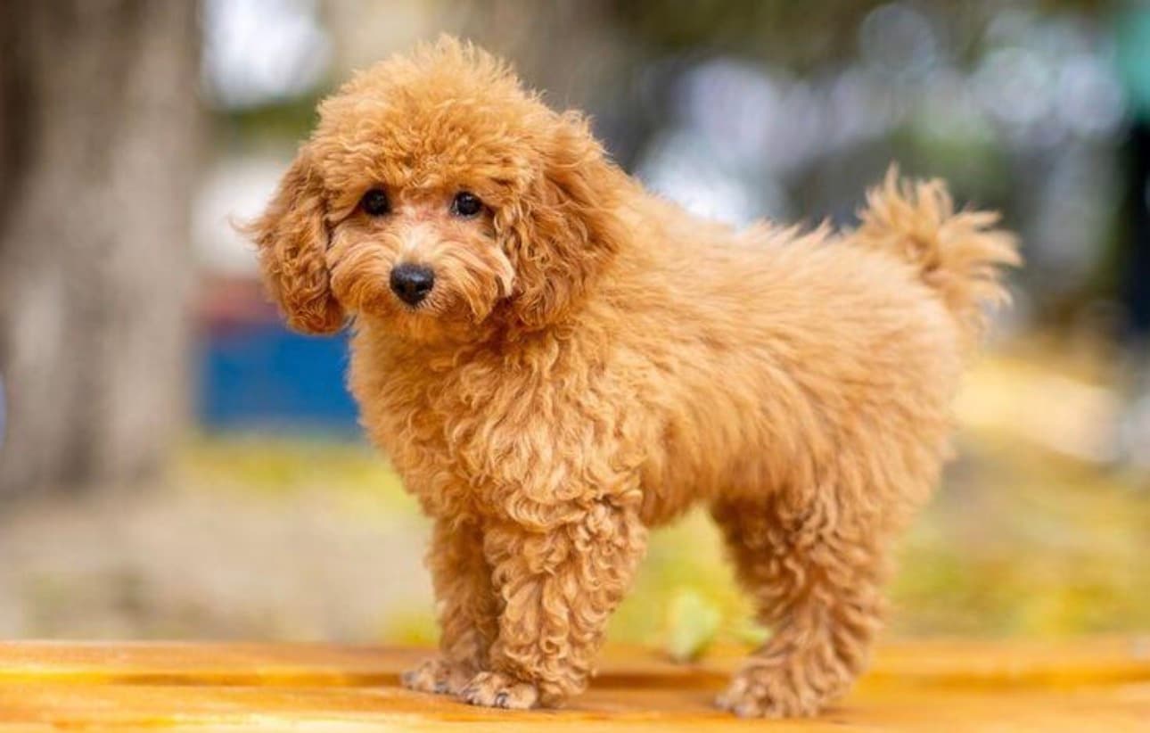 Puppy Grooming in Gurgaon | Gentle & Stress-Free Puppy Grooming Services