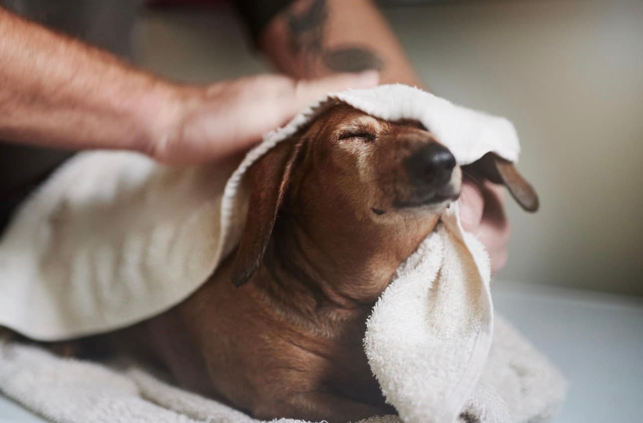 Senior Dog Grooming in Gurgaon | Gentle Grooming Care for Older Dogs