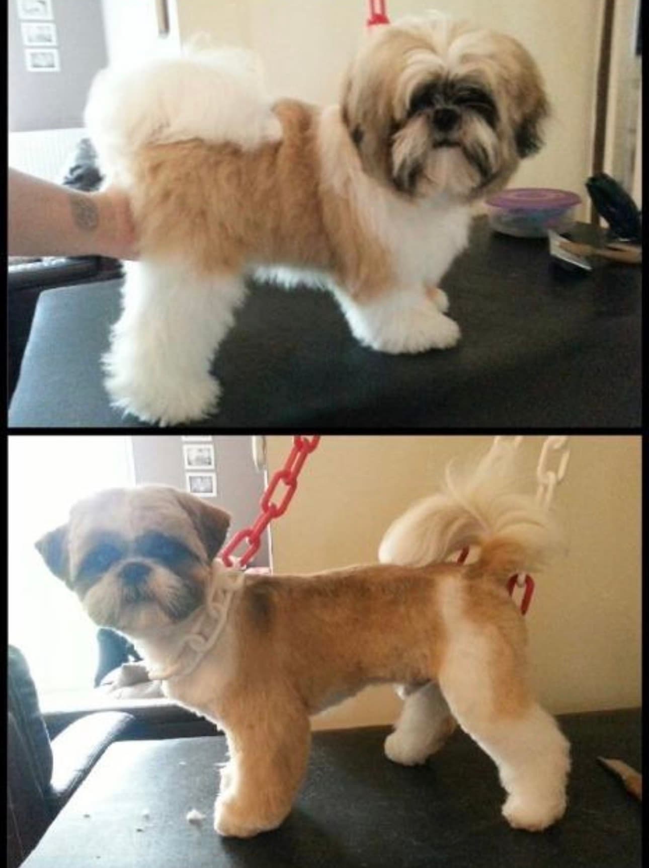 ✂️ Shih Tzu Transformation