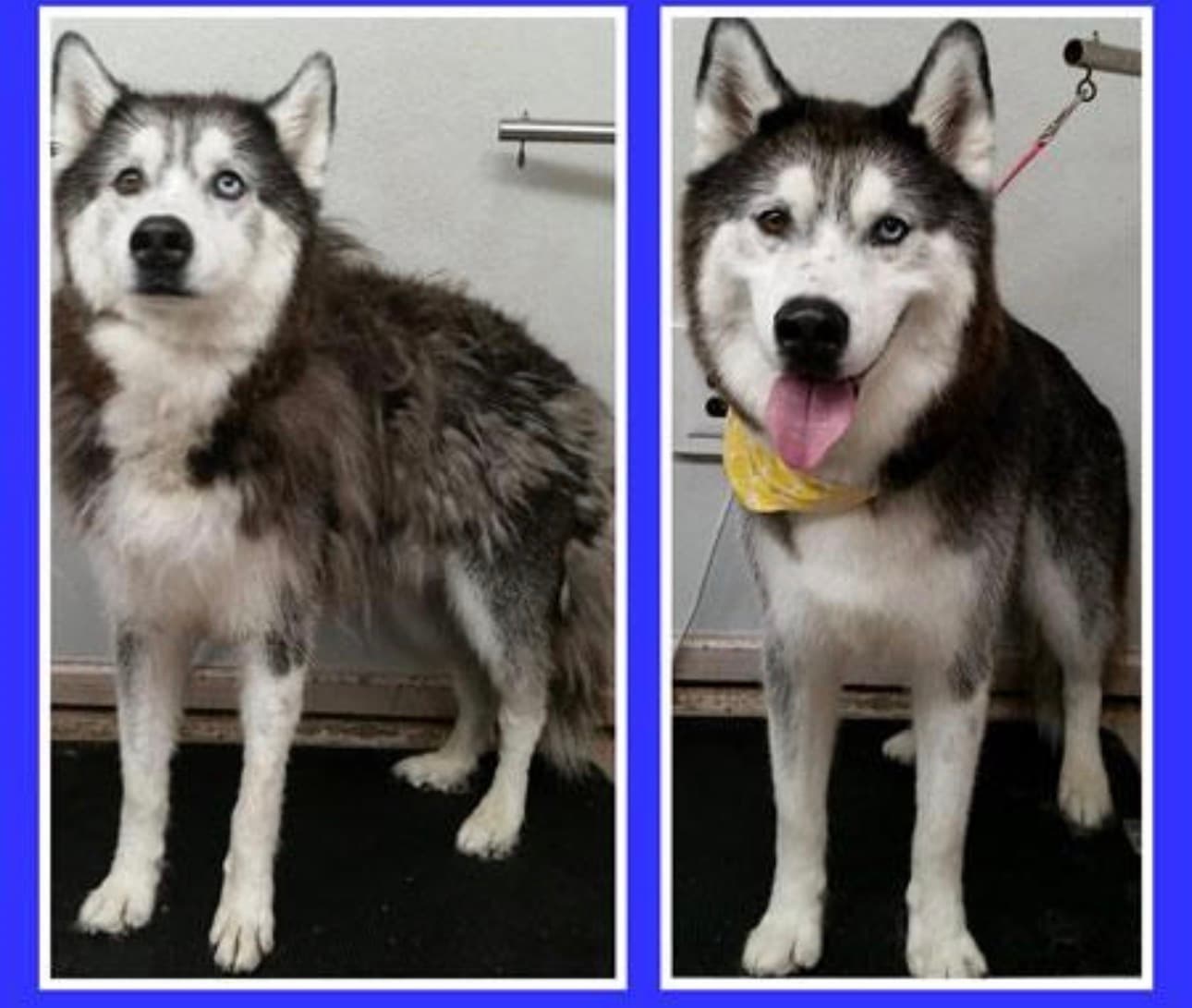 🛁 Husky De-shedding Transformation