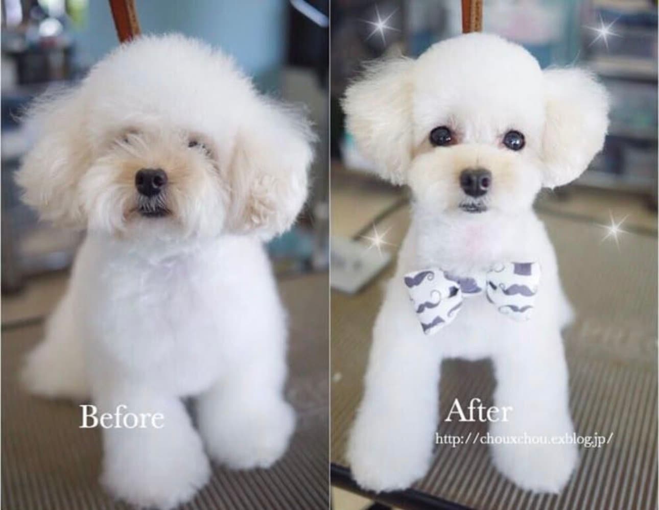 🐩 Toy Poodle Teddy Cut Transformation