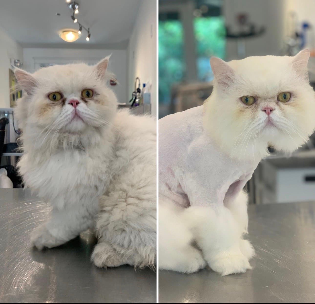 🐈 Persian Cat Grooming Transformation