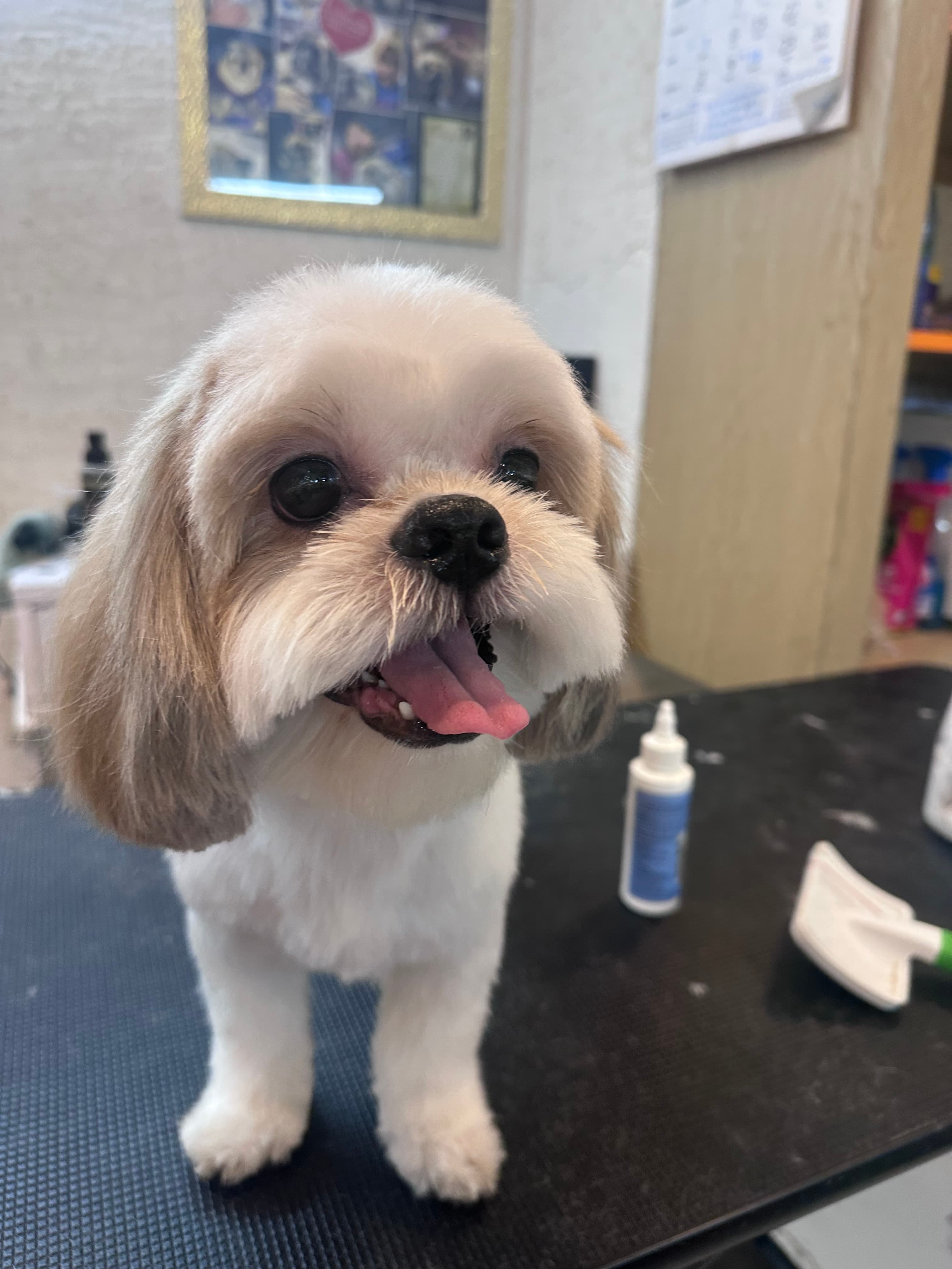Summer Pet Grooming in Gurgaon – Keep Your Dog & Cat Cool, Clean & Healthy