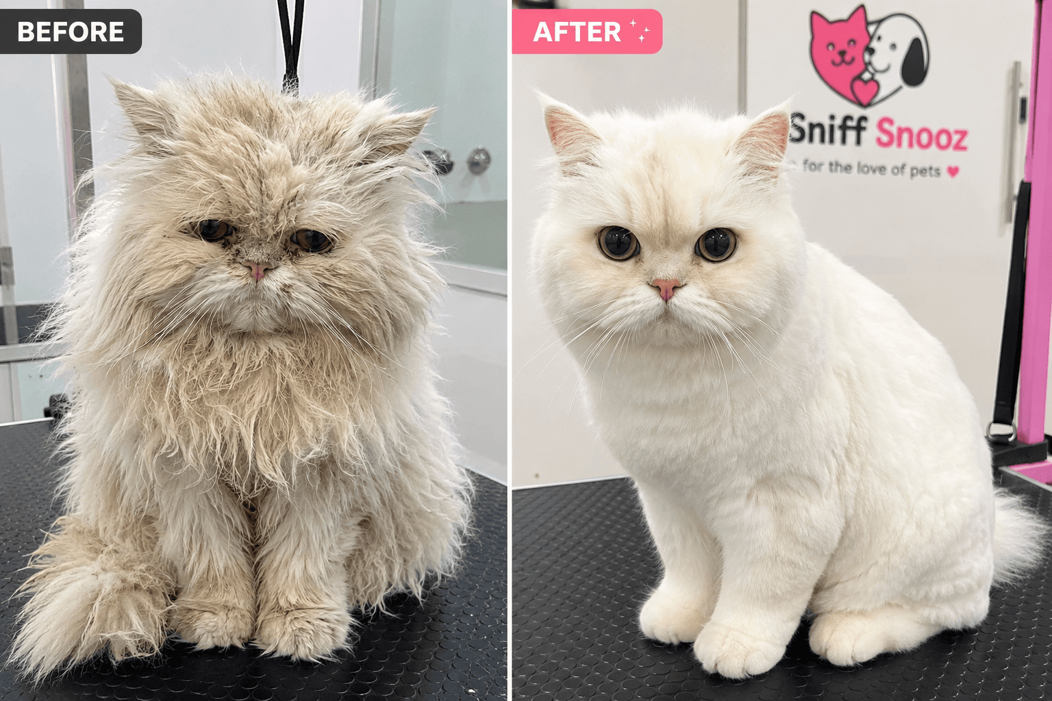 Do Cats Need Grooming? Here’s Why Regular Cat Grooming Matters
