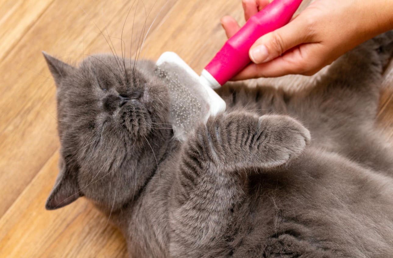 Cat Grooming in Gurgaon – Why Indoor Cats Need Grooming Too