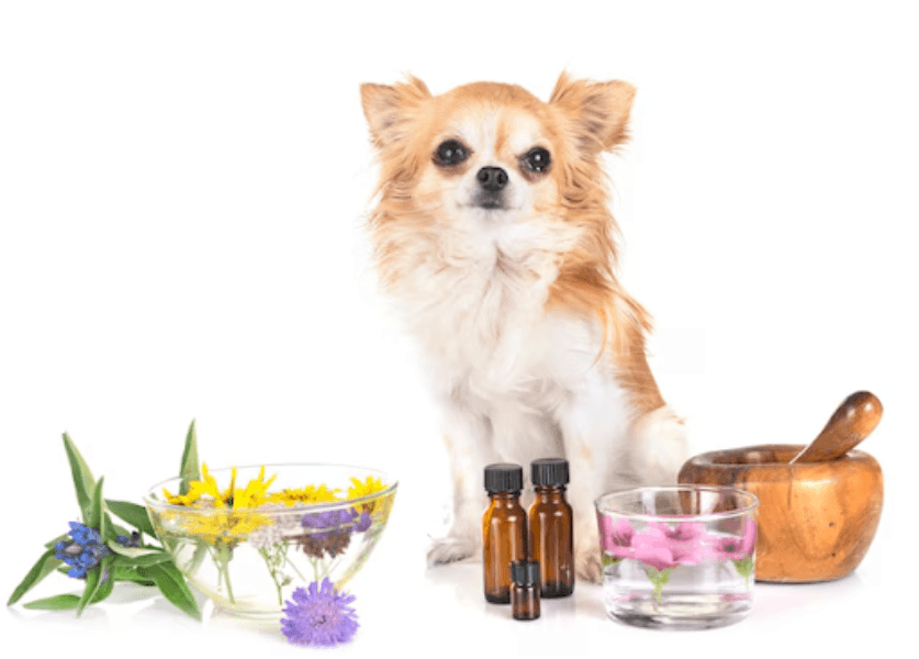 Pet Fragrances in Gurgaon, Haryana – Keeping Pets Fresh the Gentle Way