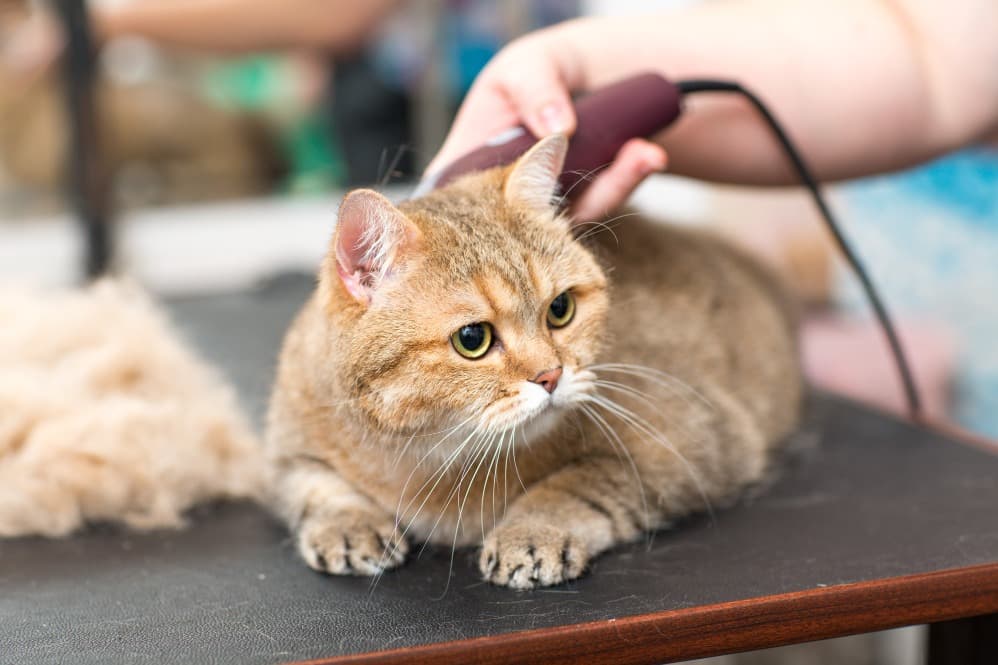 Cat Grooming Services in Gurgaon, Haryana – Gentle Support for Feline Comfort