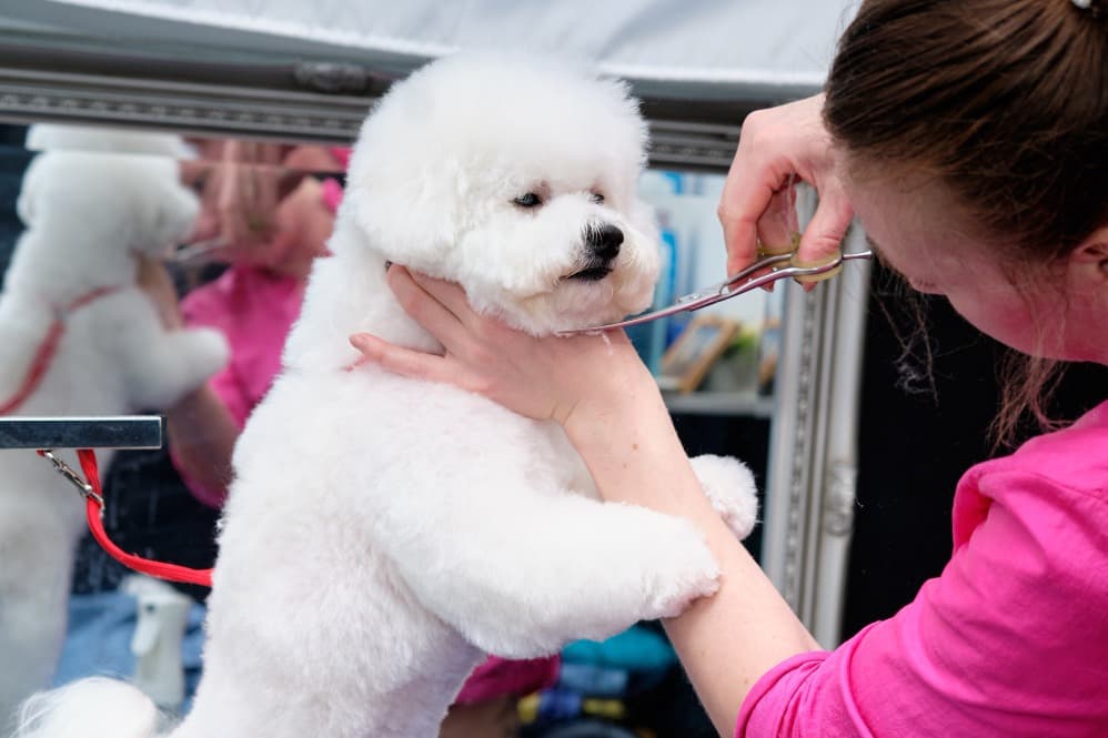 Stylish Pet Grooming in Gurgaon, Haryana – Grooming That Shows Personality