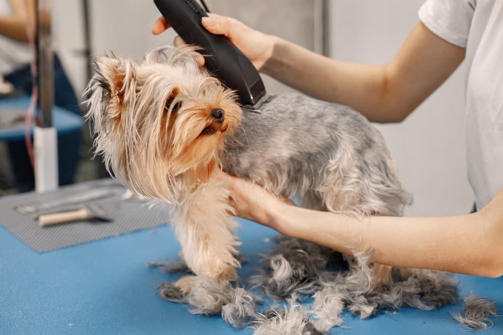 Pet Haircuts in Gurgaon, Haryana – Style with Real Comfort in Mind Home Latest news Pet Haircuts in Gurgaon, Haryana – Style with Real Comfort in Mind