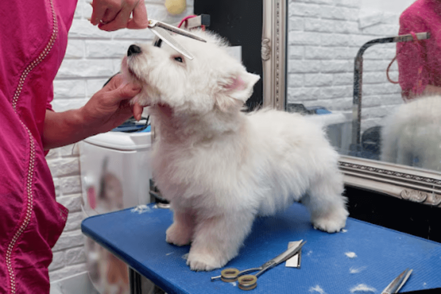 Pet Grooming in Gurgaon, Haryana – Care That Feels Comfortable