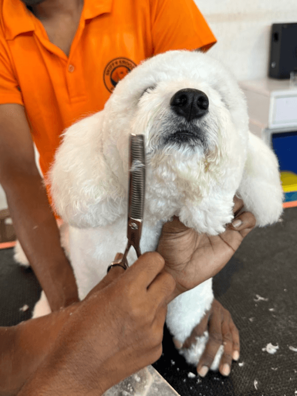 Pet Haircuts in Gurgaon, Haryana – Style with Health in Mind