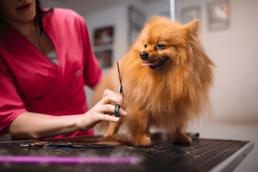 Pet Grooming in Gurgaon, Haryana – Comfort, Hygiene, and Care That Lasts