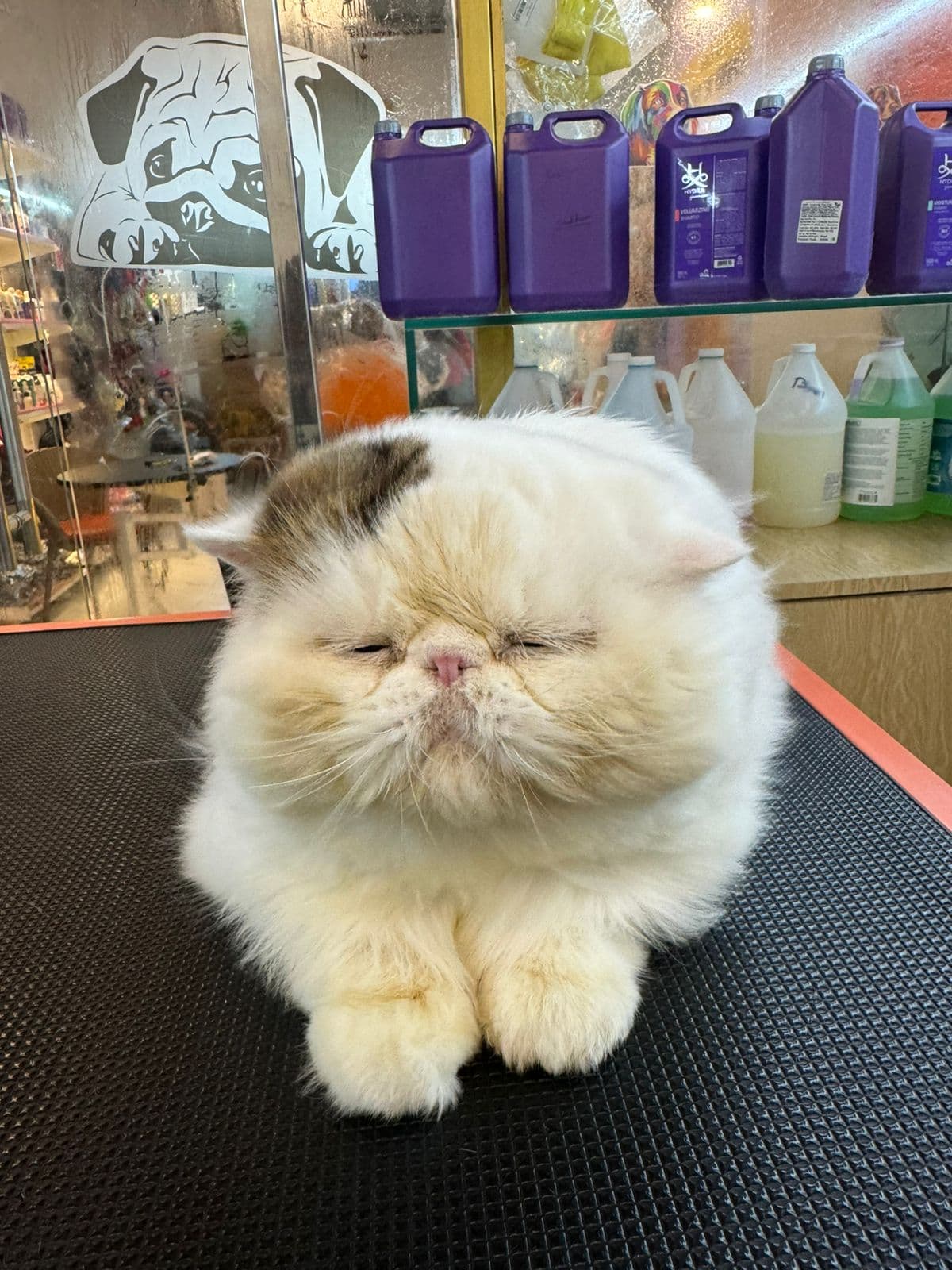 Pet Grooming Comfort, Hygiene, and Care That Lasts