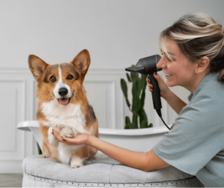 Pet Wellness in Gurgaon, Haryana – Building Health Beyond Grooming