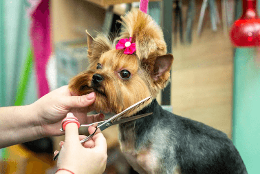 Pet Haircuts in Gurgaon, Haryana – Style with a Purpose
