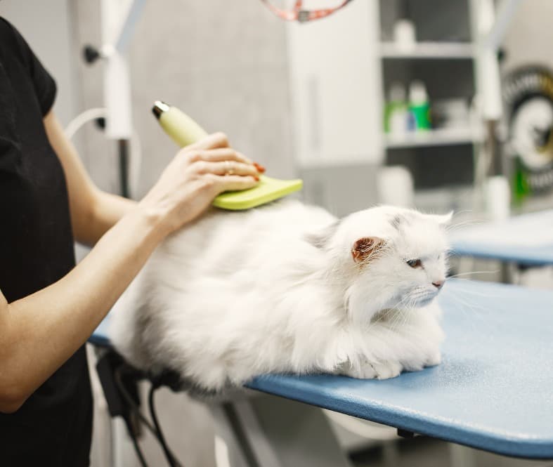 Cat Grooming in Gurgaon, Haryana – Gentle Care for Felines