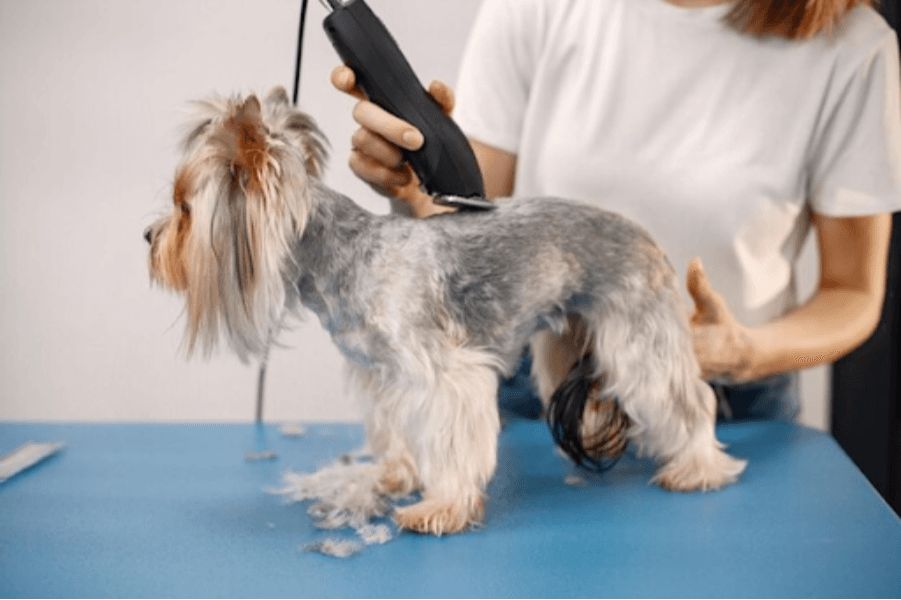 Dog Grooming in Gurgaon, Haryana – Essential for Health and Hygiene