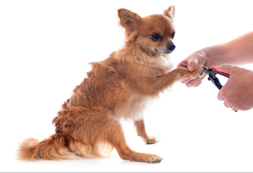 Pet Wellness and Hygiene in Gurgaon, Haryana – The Foundation of Happy Living