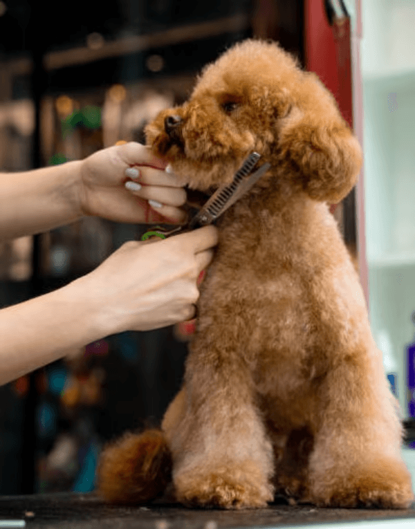 Pet Haircut And Styling In Gurgaon, Haryana – For That Perfect, Polished Look