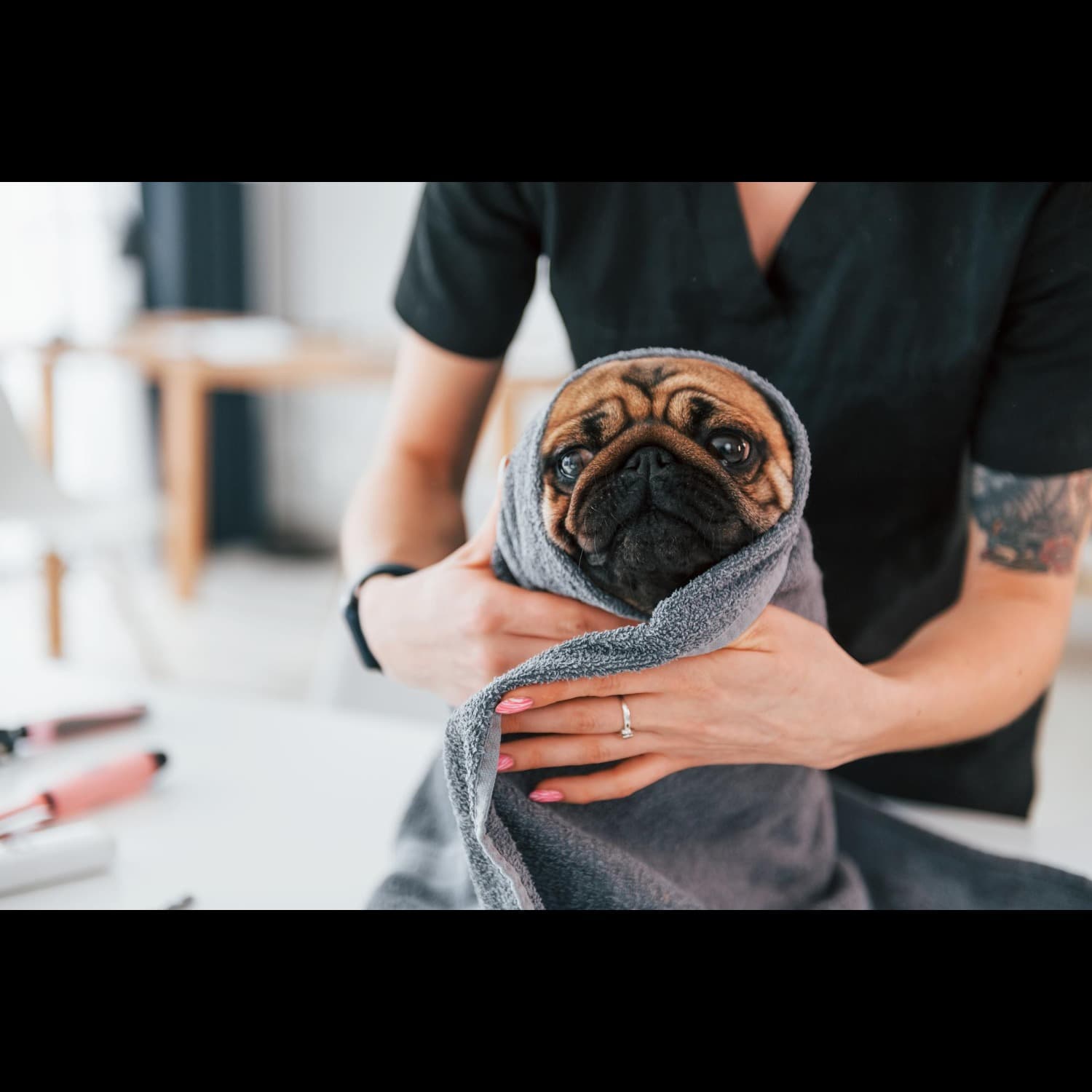 Luxury Pet Spa In Gurgaon, Haryana – Because Your Pet Deserves Royal Treatm...