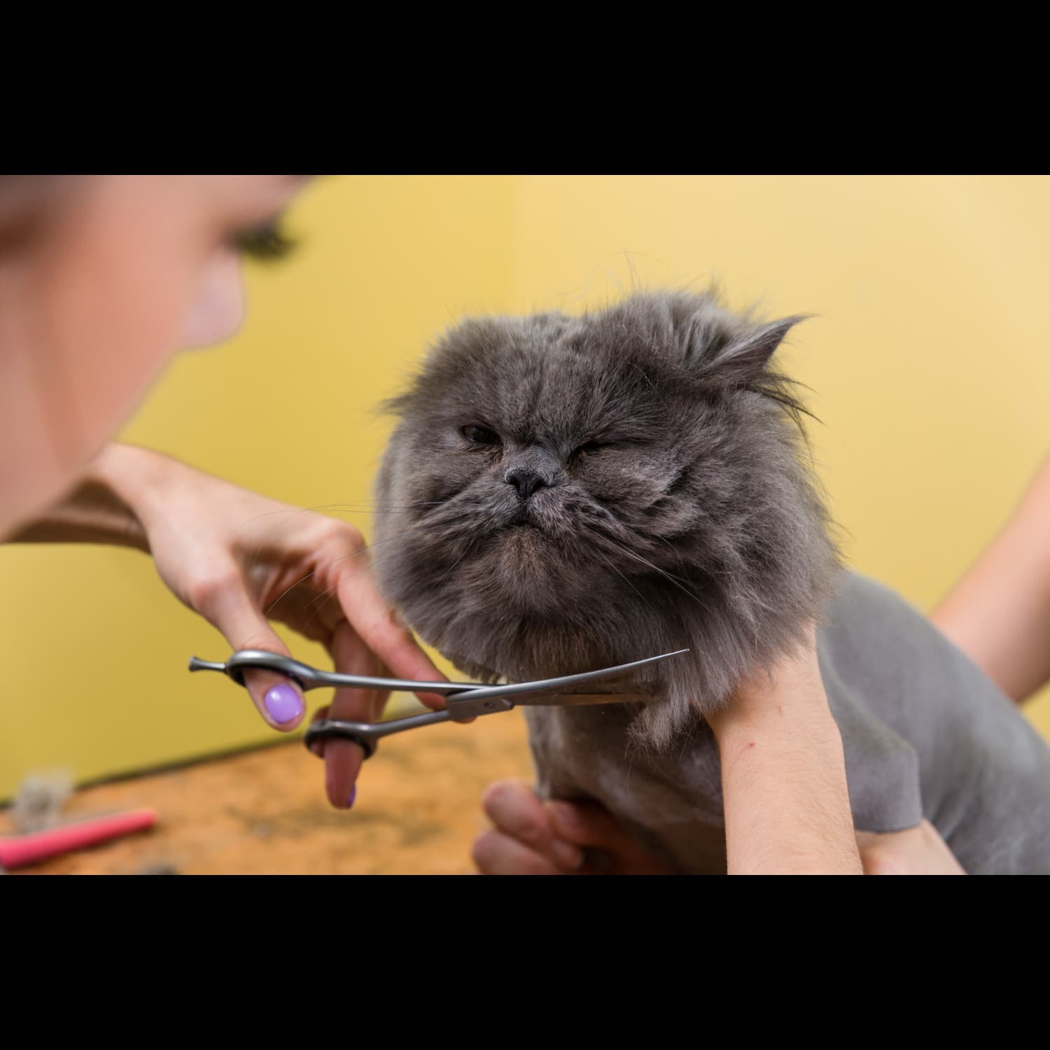 Cat Grooming Experts in Gurgaon, Haryana – Calm, G...
