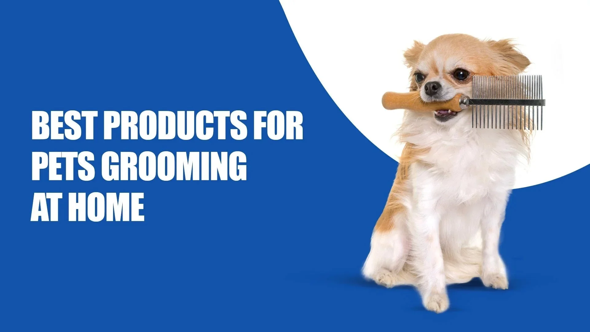 Grooming at Home? Here’s the Best DIY Routine with FurPro Essentials