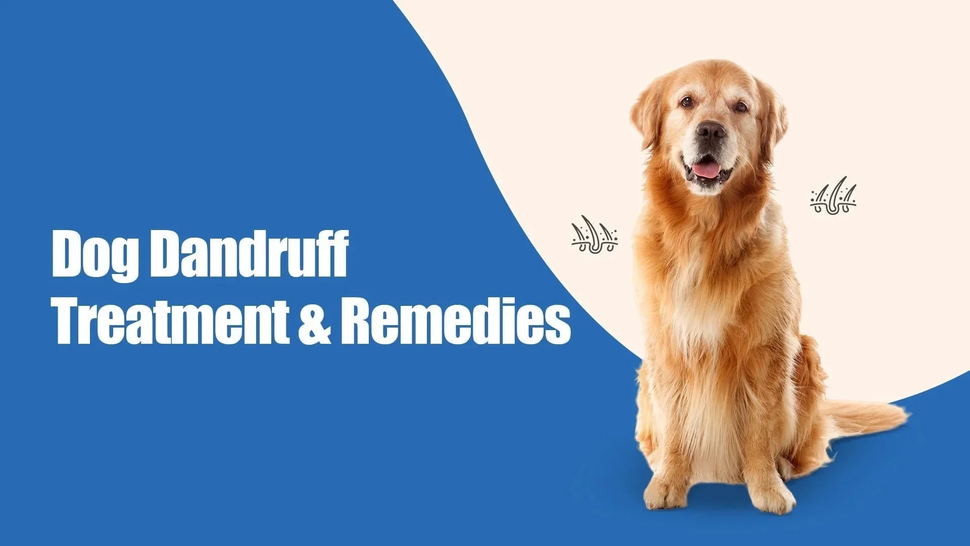 Dog Dandruff Treatment and Remedies . (sniffnsnooz Pet Care)