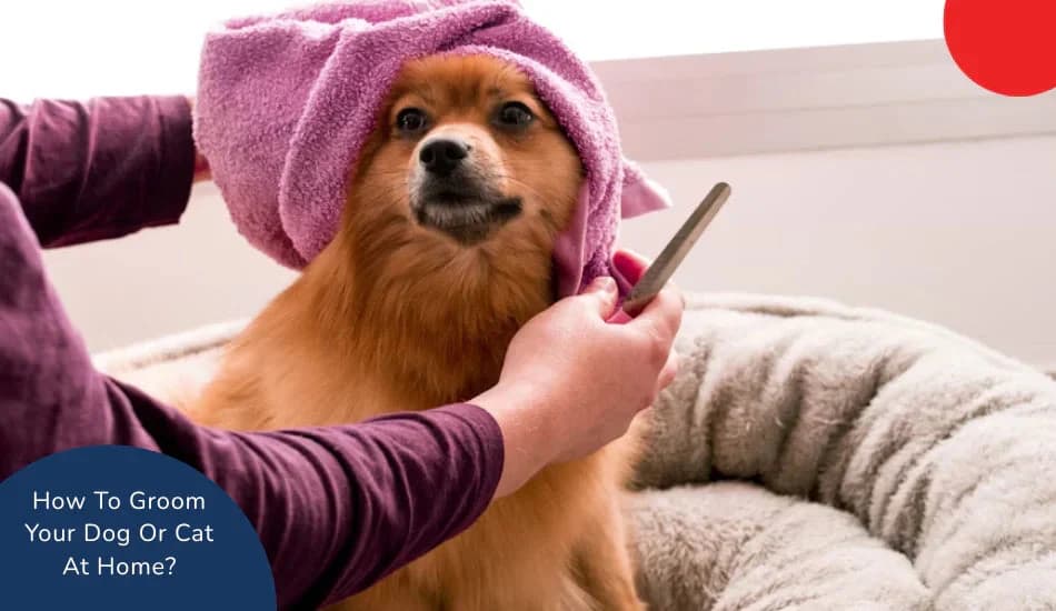 How To Groom Your Dog Or Cat At Home?