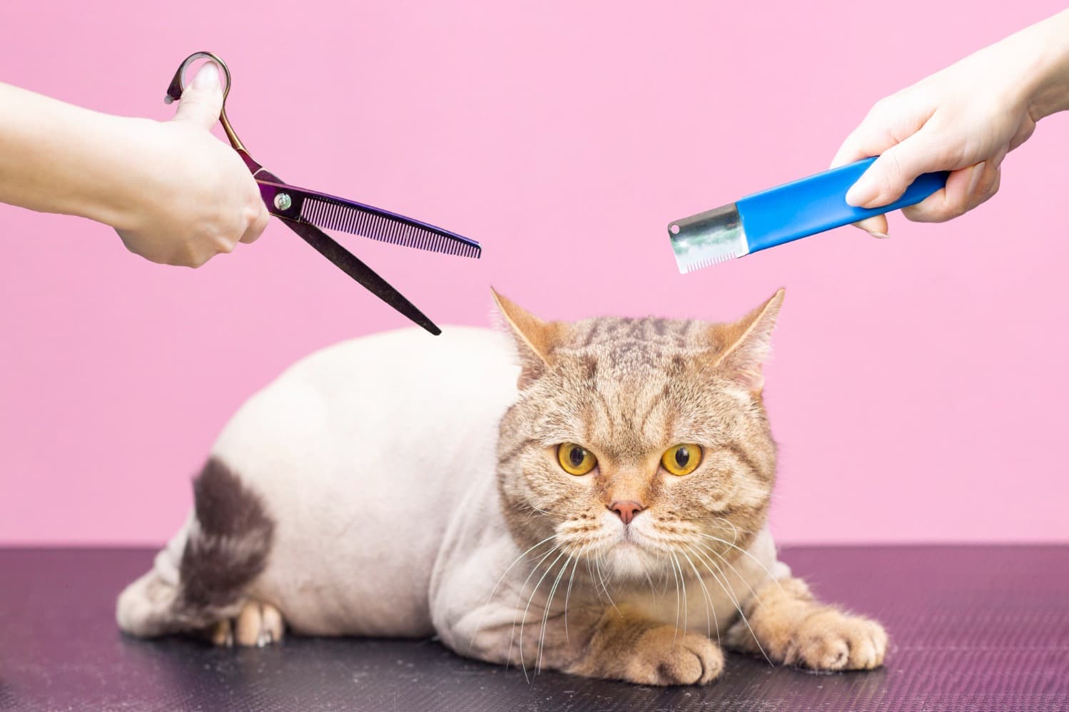 Cat Grooming in Gurgaon, Haryana – Gentle Care for Feline Comfort