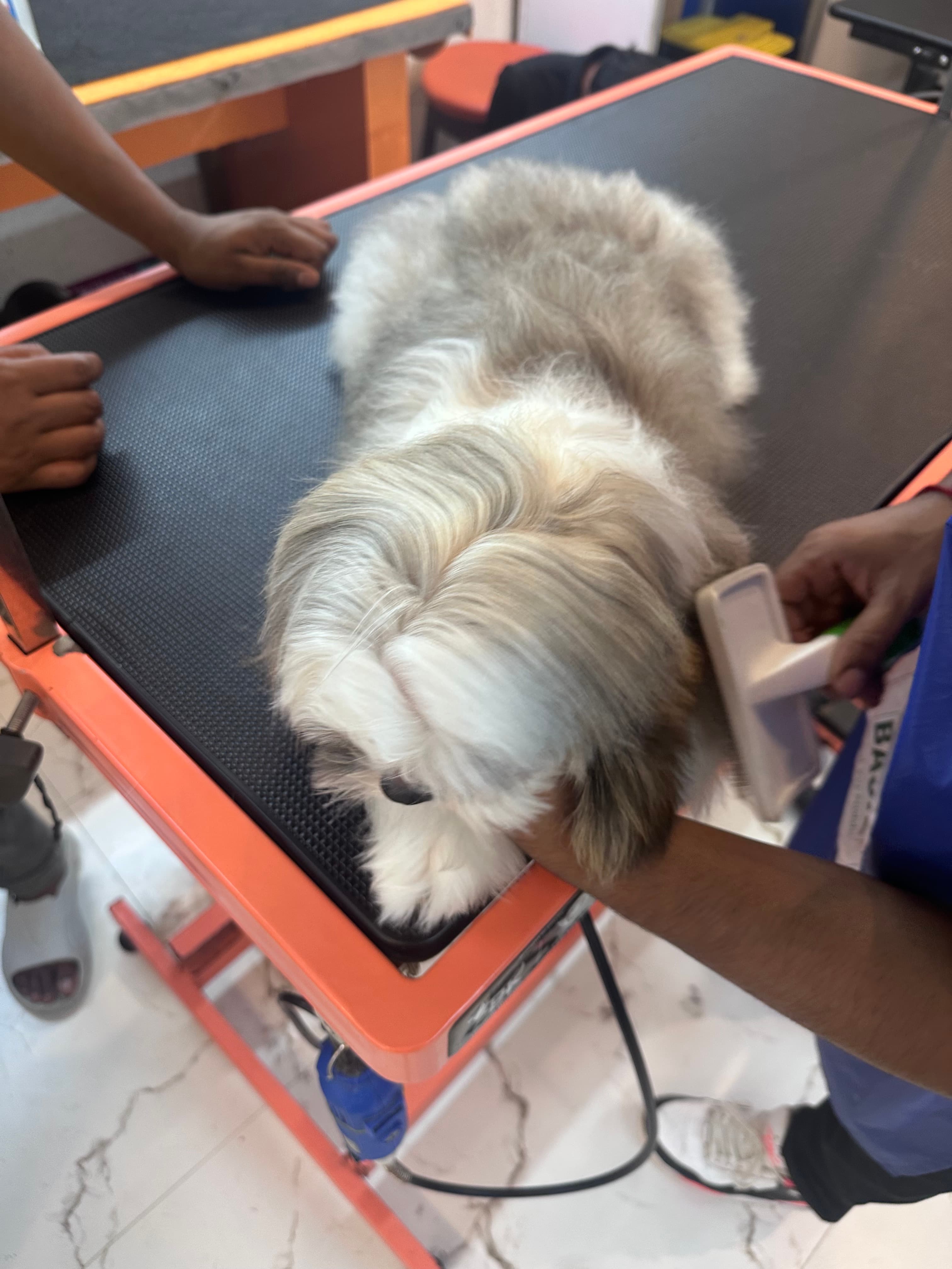 How Do I Find a Good Dog Groomer Near Me? | Dog Grooming Guide | Sniff N Snooz