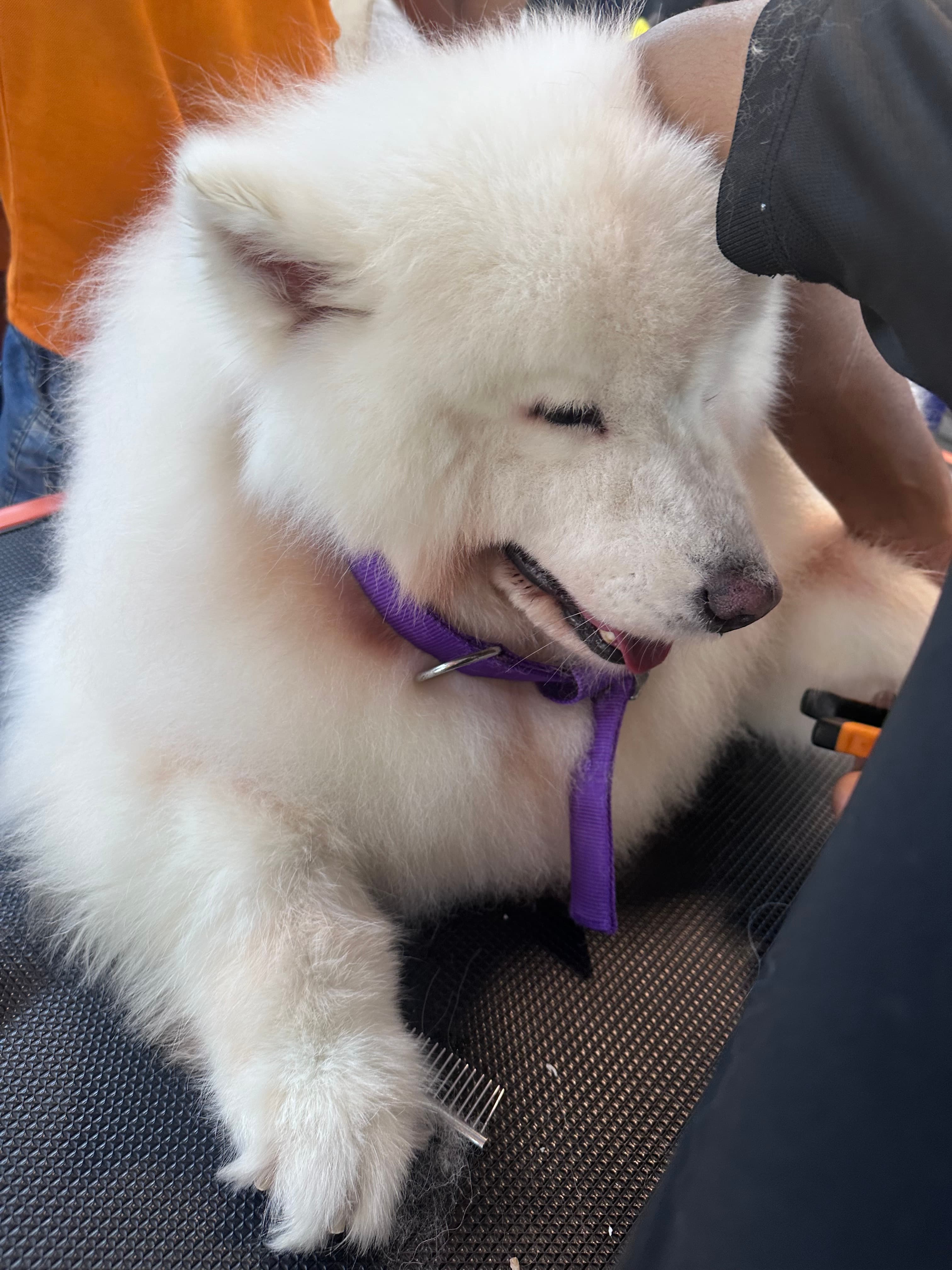 What Questions Should I Ask Before Choosing a Dog Groomer? | Sniff N Snooz