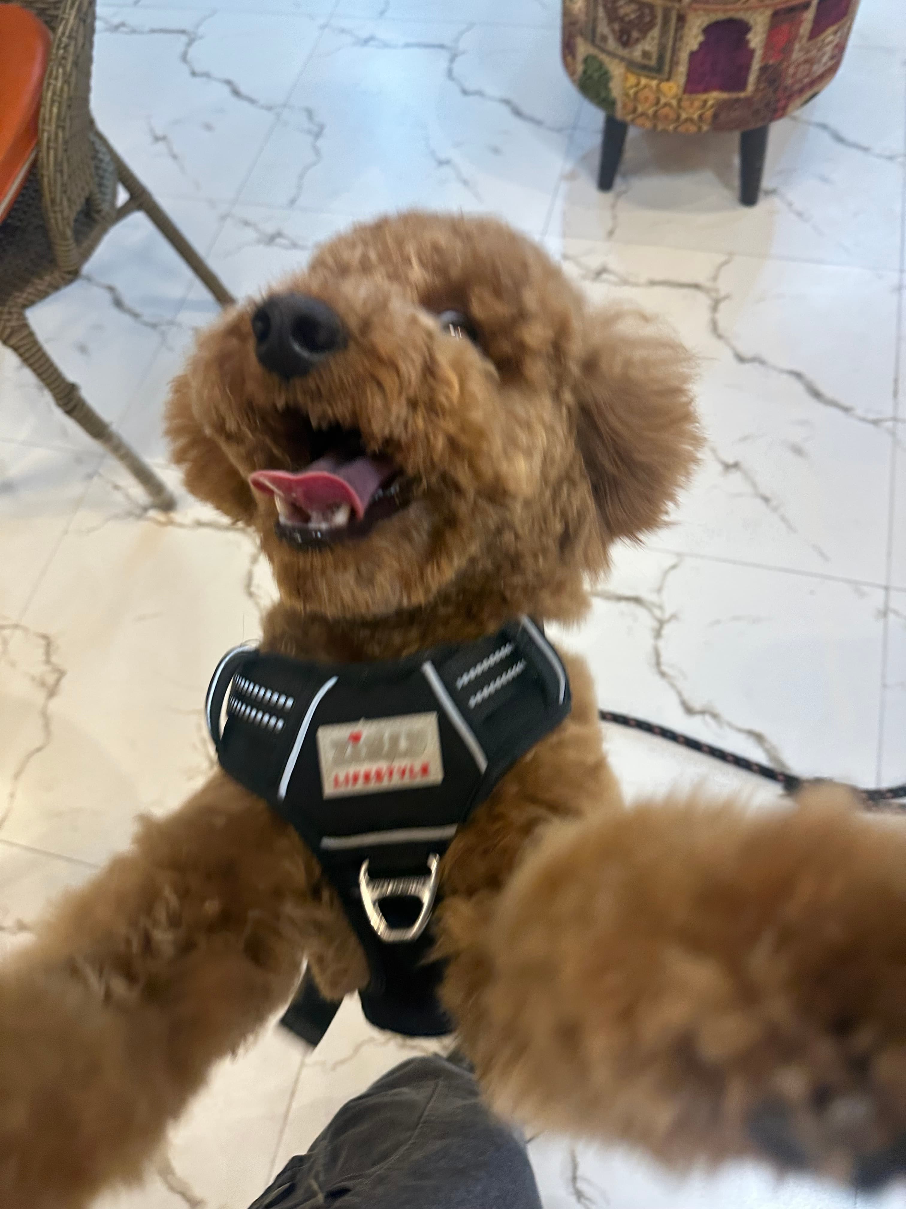 Is Dog Daycare Safe for My Puppy?