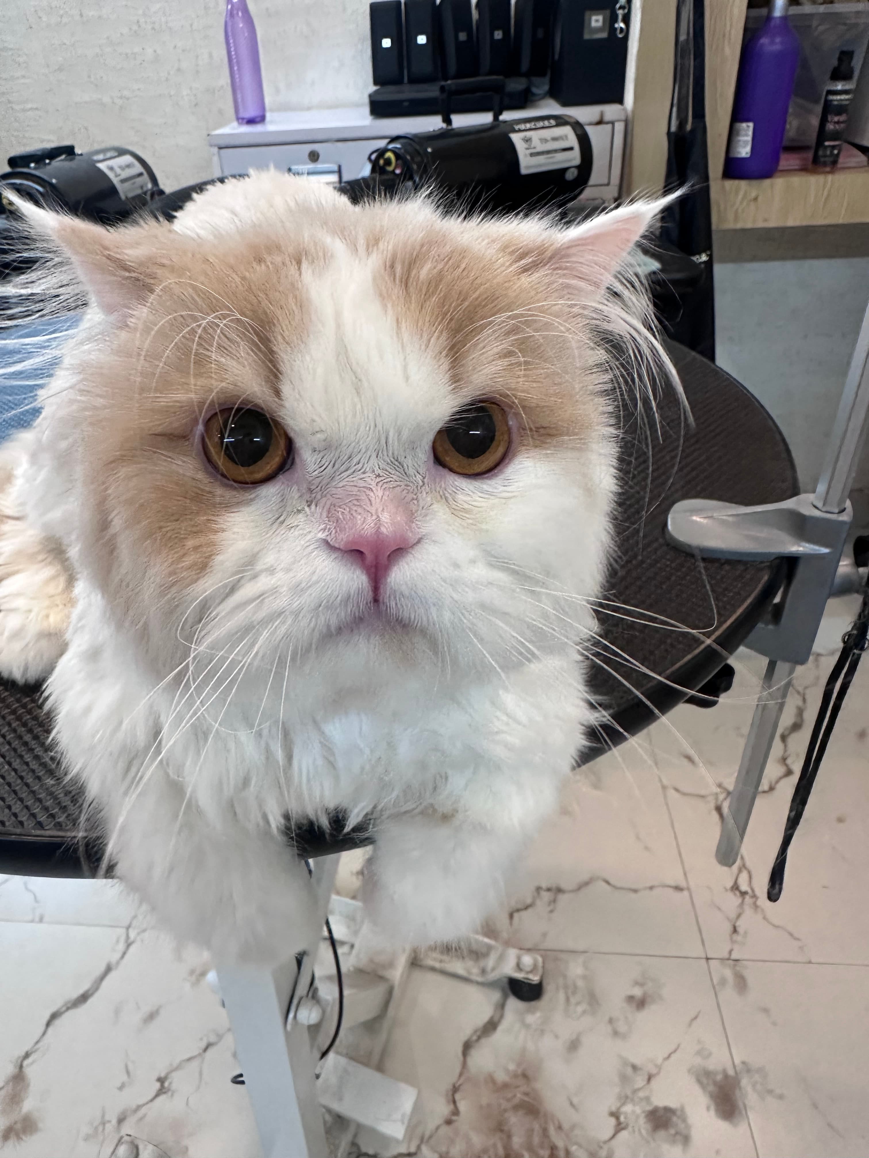 Persian Cat Grooming – Bathing, De-matting & Lion Cut Styling